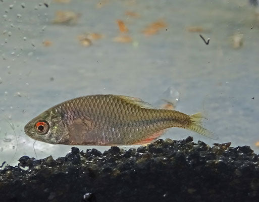 Europese Bittervoorn