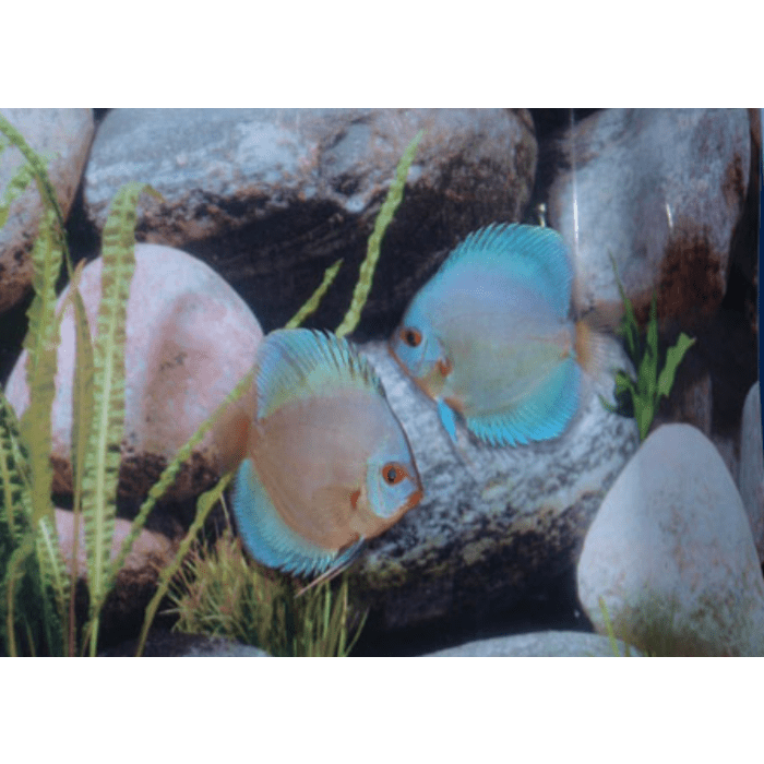 Stendker Blue Diamond Diskusfisch