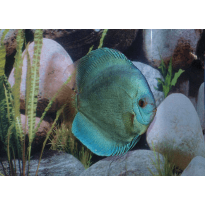 Stendker Blue Diamond Discusvis