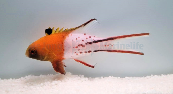 Bodianus anthioides - Lierstaartlipvis