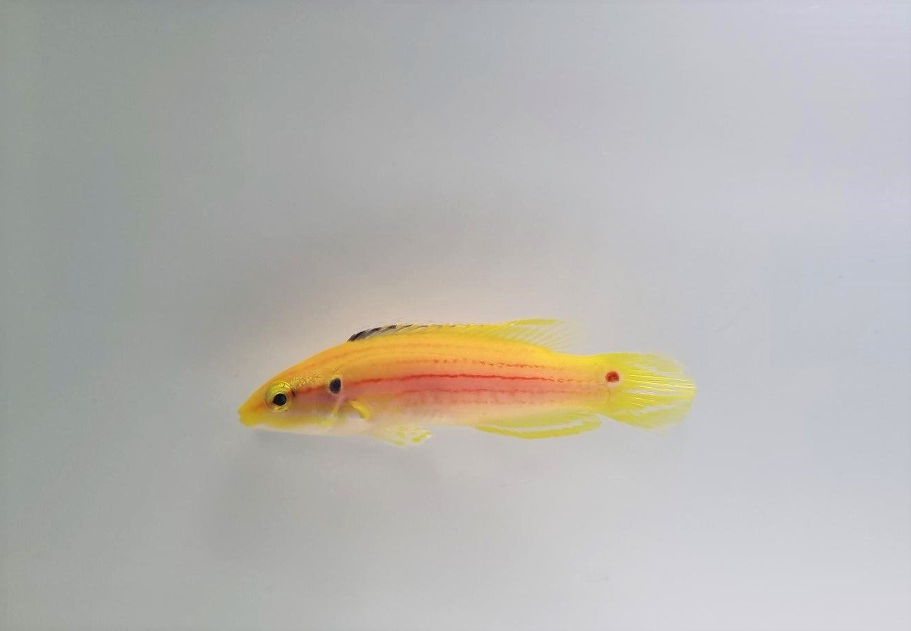 Bodianus bimaculatus - Tweepunts Zwijnslipvis