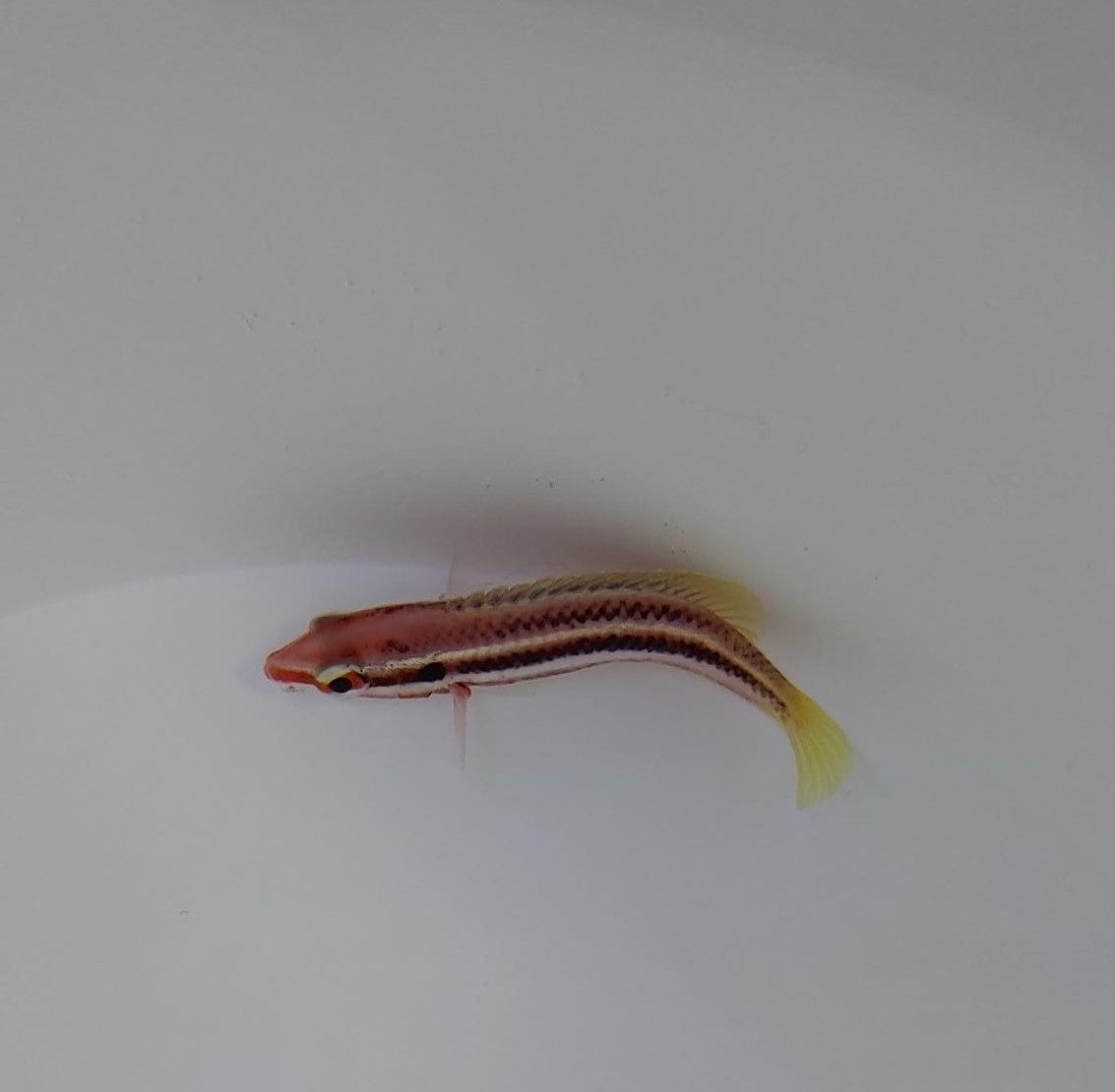 Bodianus izuensis - Striped Pigfish