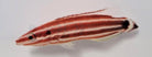 Bodianus sepiacaudus - Crescent-tail Hogfish
