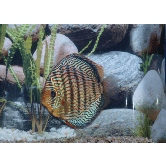 Stendker Brilliant Turquoise Discusvis