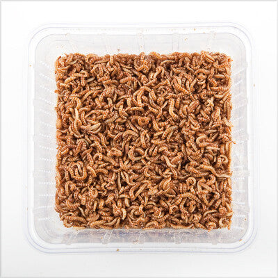 Buffalowormen - Bakje