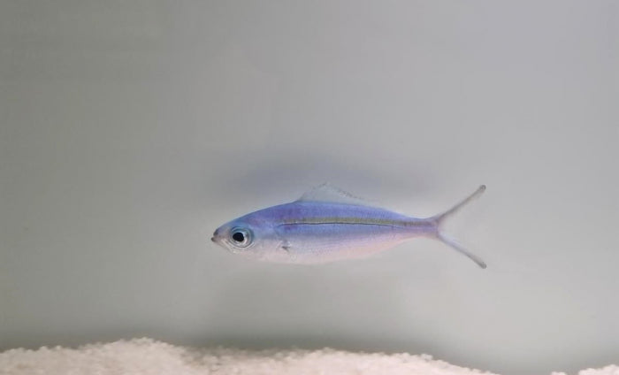 Caesio caerulaurea - Goudstreepfuselier