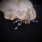 Calcinus elegans - Electric blue hermit crab