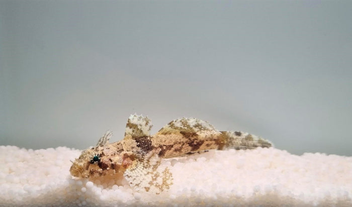 Callogobius hasseltii - Hasselt's goby