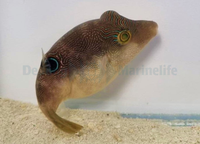 Canthigaster compressa - Compressed toby