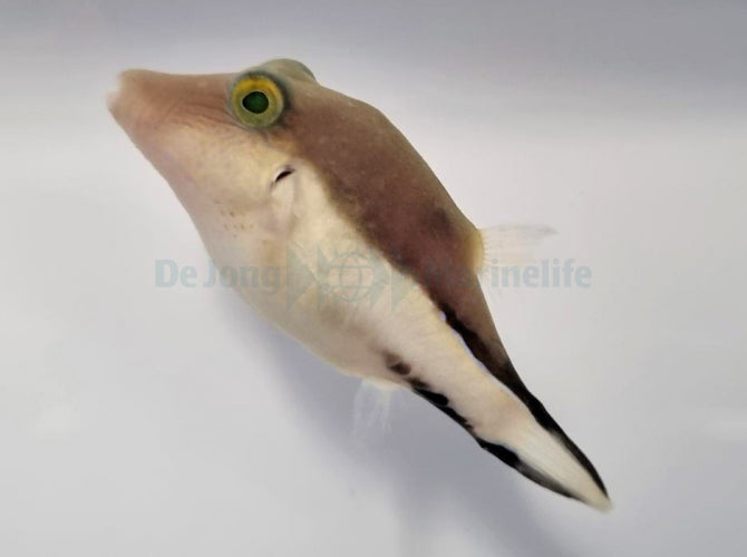 Canthigaster rostrata - Caribbean sharpnose-puffer