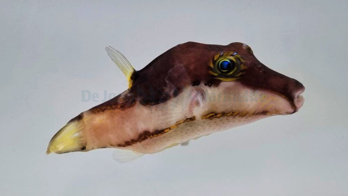 Canthigaster smithae - Bicolored toby