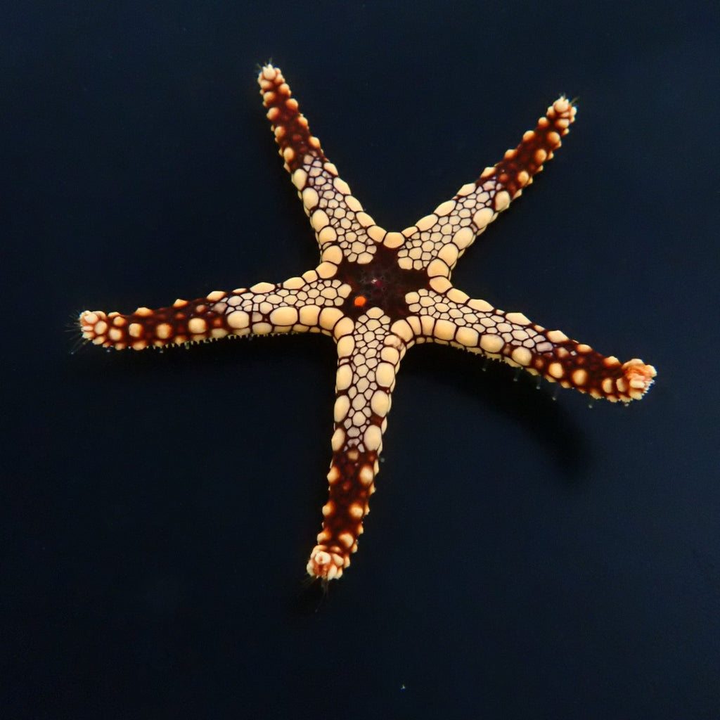 Celerina heffernani - Heffernans startfish