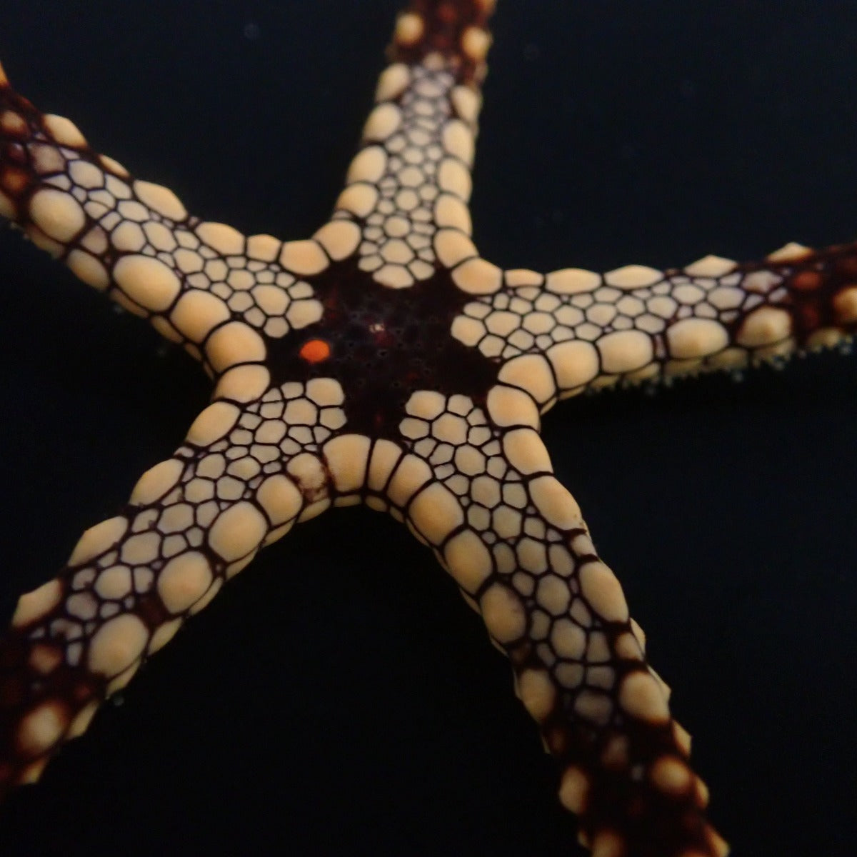 Celerina heffernani – Heffernans Startfisch