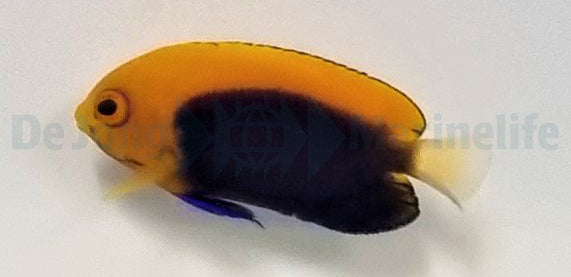Centropyge acanthops - Orangeback angelfish