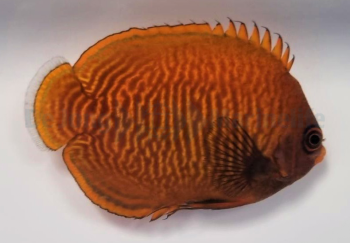 Centropyge aurantia - Golden angelfish