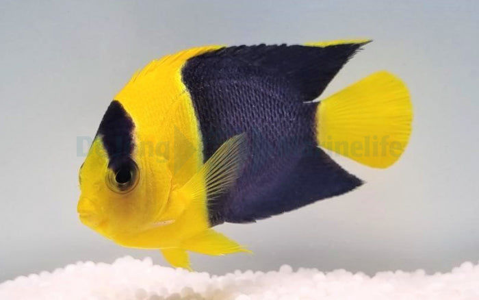 Centropyge bicolor - Bicolor angelfish