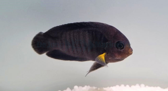 Centropyge flavipectoralis - Yellowfin Angelfish