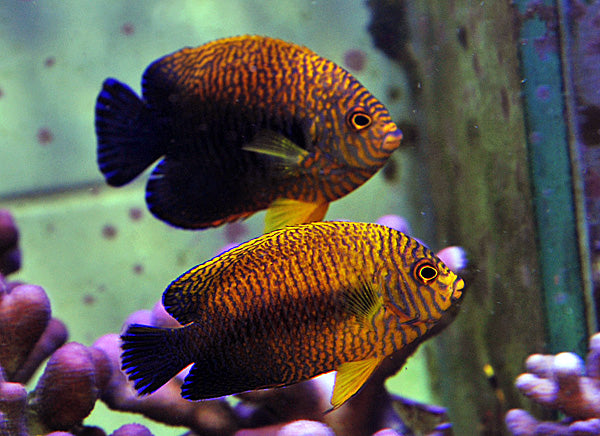 Centropyge potteri - Potter’s angelfish