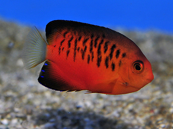 Centropyge shepardi - Mango angelfish