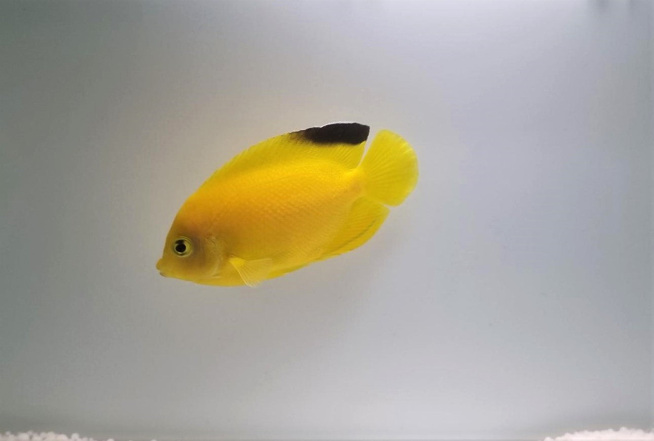 Centropyge woodheadi - Woodheadi's dwergkeizer