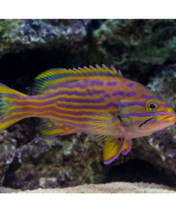 Cephalopholis polleni