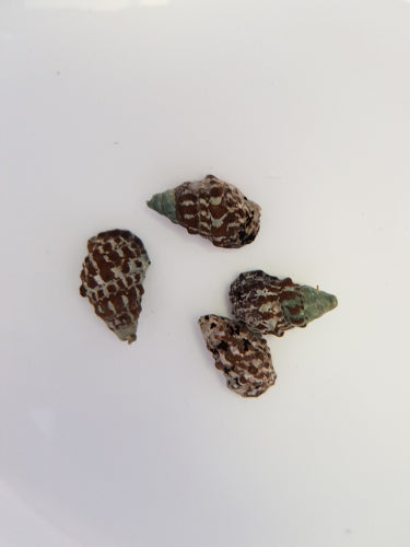 Cerithium caeruleum - Cerith-Sandschnecke