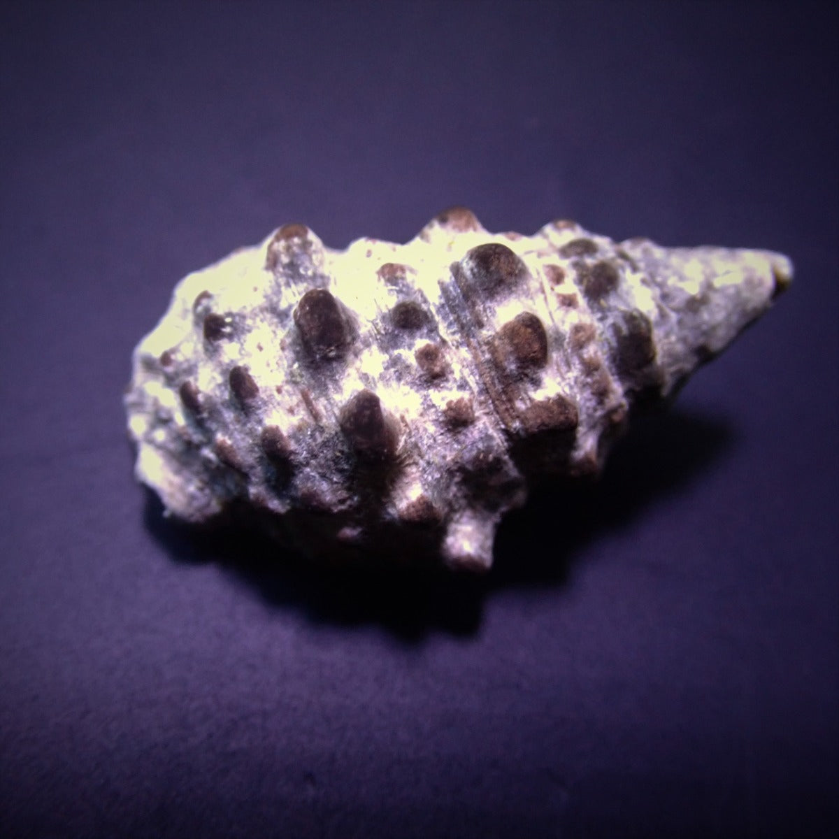 Cerithium caeruleum - Cerith sand snail