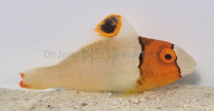 Cetoscarus bicolor - Tweekleurige Papegaaivis