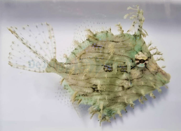 Chaetodermis penicilligerus - Prickly Leatherjacket