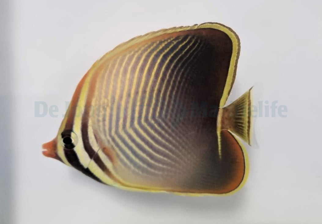 Chaetodon baronessa - Eastern Triangular Butterflyfish