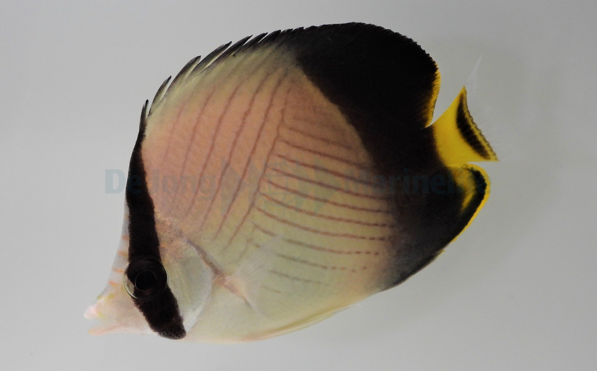Chaetodon decussatus - Indian Vagabond Butterflyfish