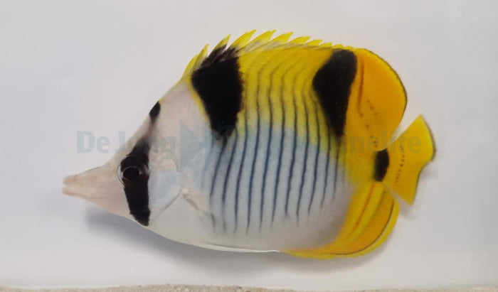 Chaetodon falcula - Blackwedged Butterflyfish