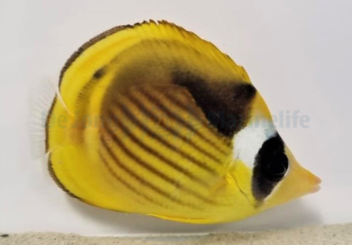 Chaetodon fasciatus - Diagonal Butterflyfish