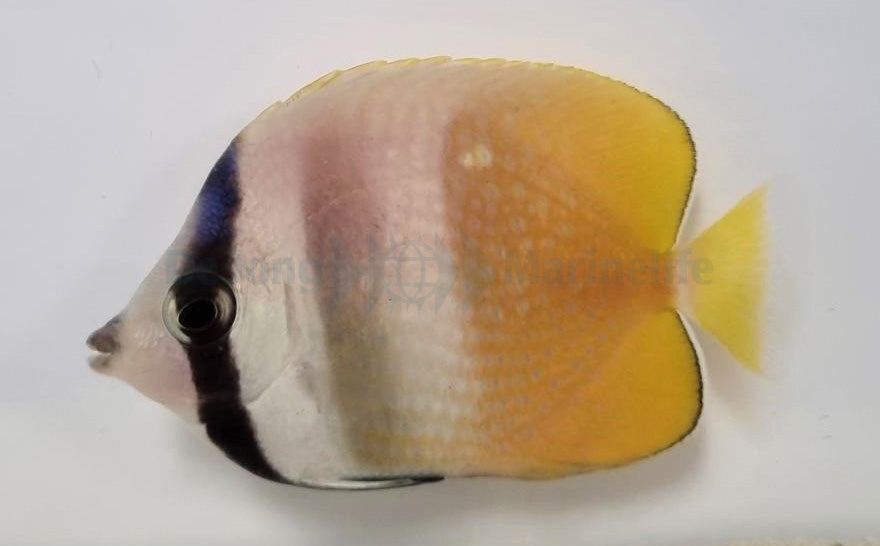 Chaetodon kleinii - Sunburst butterflyfish