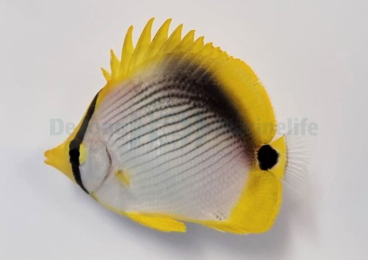 Chaetodon melannotus - Blackback butterflyfish