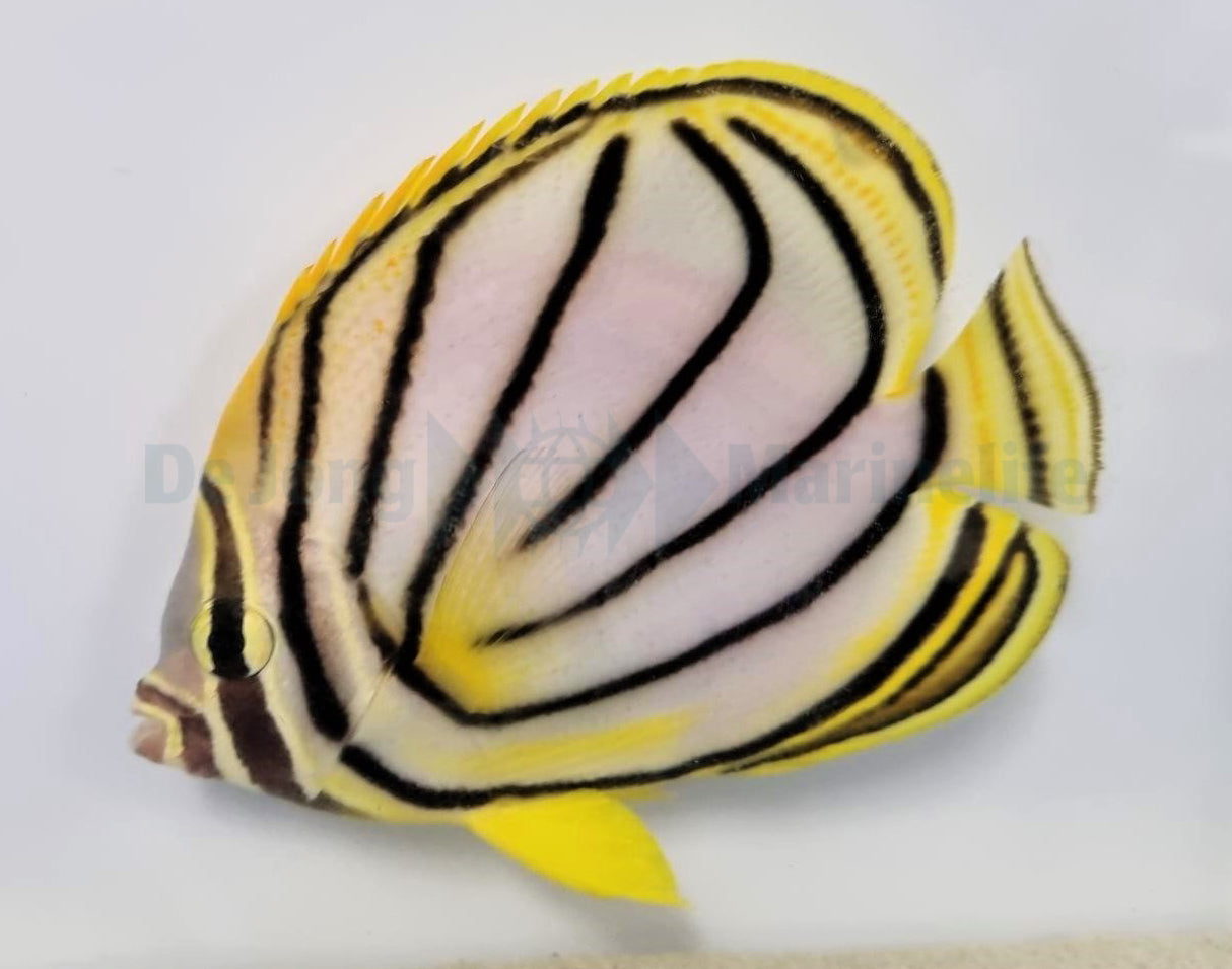 Chaetodon meyeri - Scrawled butterflyfish