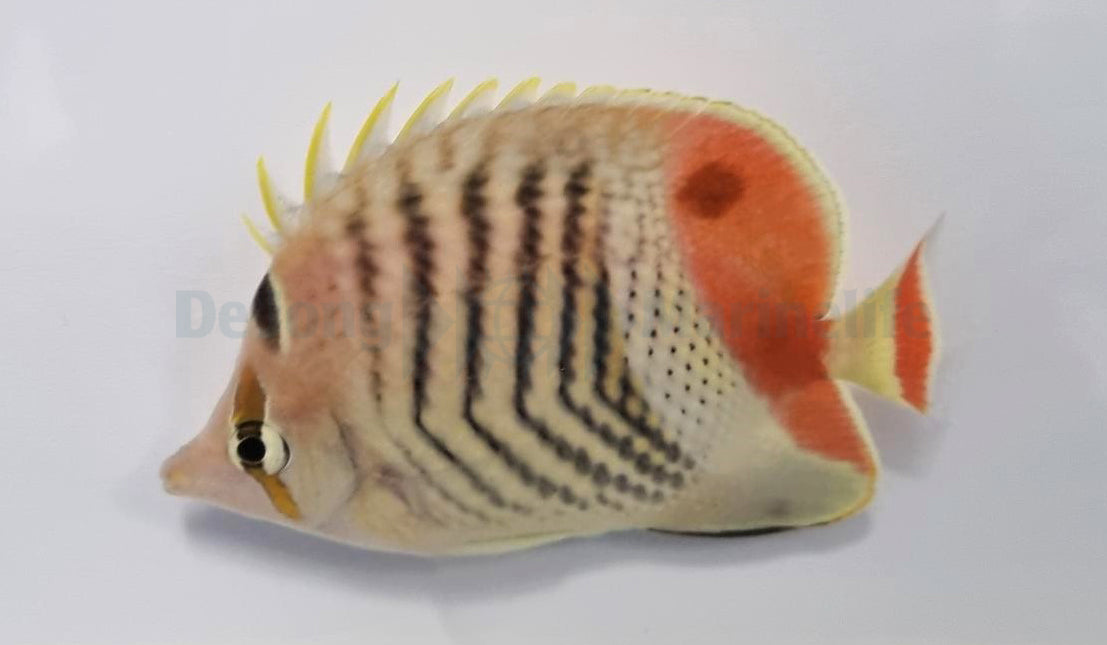 Chaetodon paucifasciatus - Eritrean butterflyfish