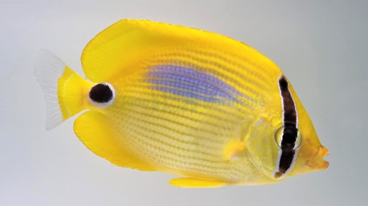 Chaetodon plebeius - Blueblotch butterflyfish