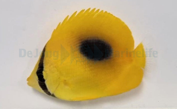 Chaetodon speculum - Mirror butterflyfish