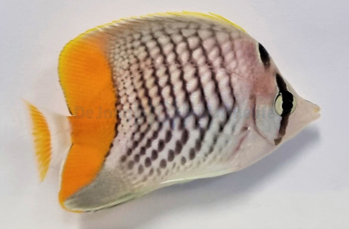 Chaetodon xanthurus - Pearlscale butterflyfish