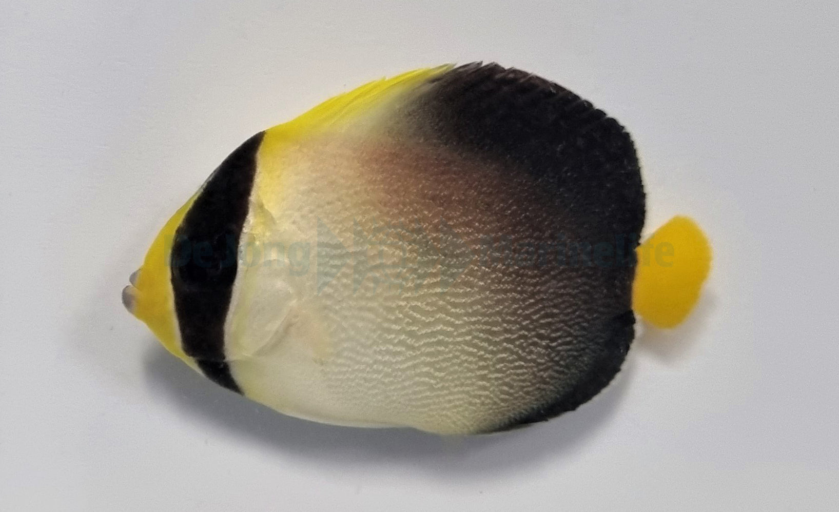 Chaetodontoplus mesoleucus - Zwartrug Keizersvis