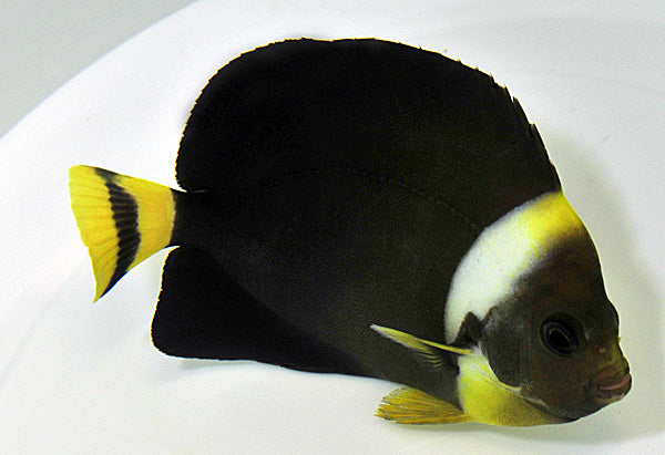 Chaetodontoplus personifer - Blueface angelfish