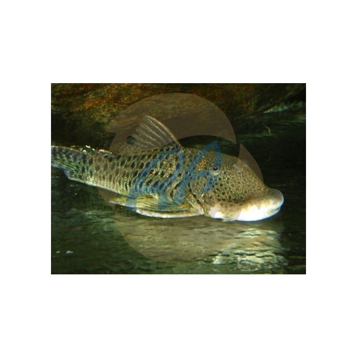 Chaetostoma Thomasi L187b