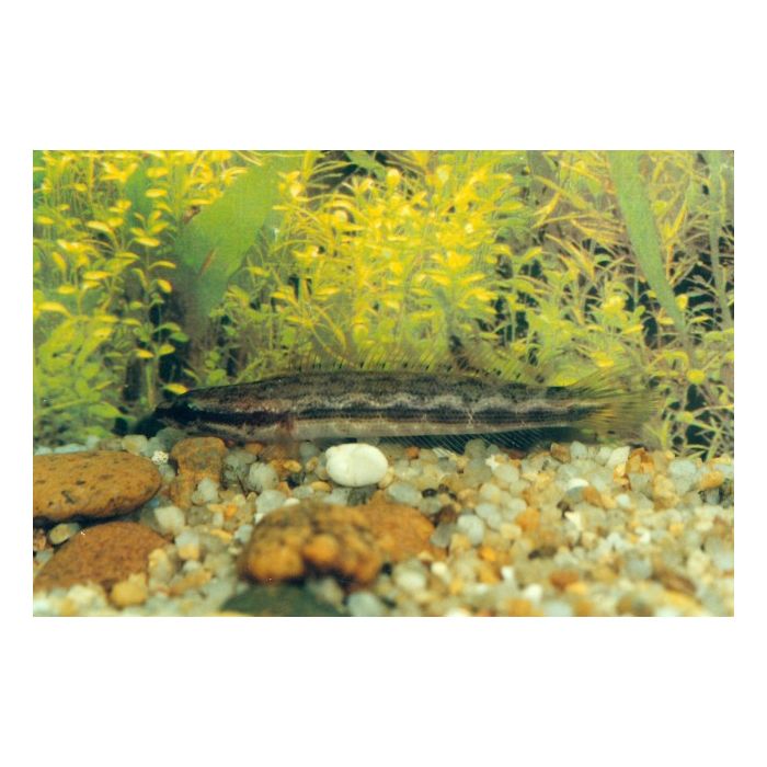 Channa Lucius / Woud Slangekopvis