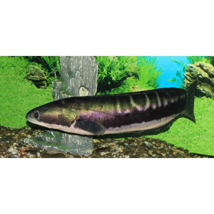 Channa Micropeltes / Slangenkopvis Zuid-Oost Azie