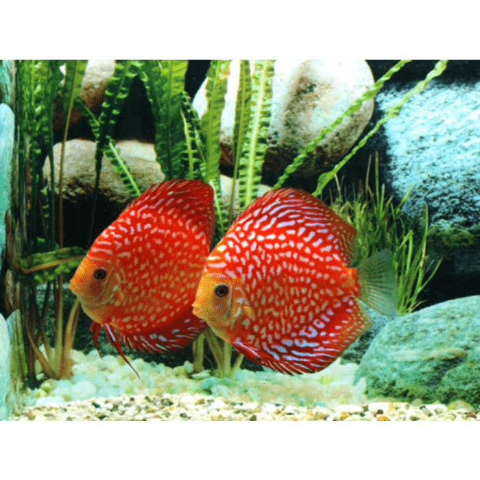 Stendker Checkerboard Discusvis