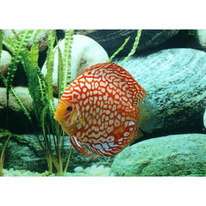 Stendker Checkerboard Discusvis