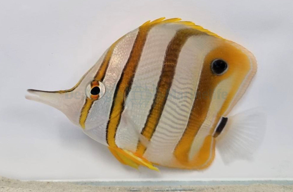 Chelmon rostratus - Copperband butterflyfish