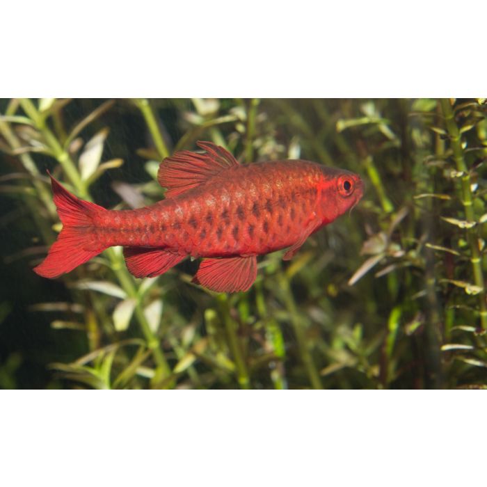 Puntius Titteya - Cherrybarbeel