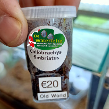 Chilobrachys Fimbriatus Old World - Sling